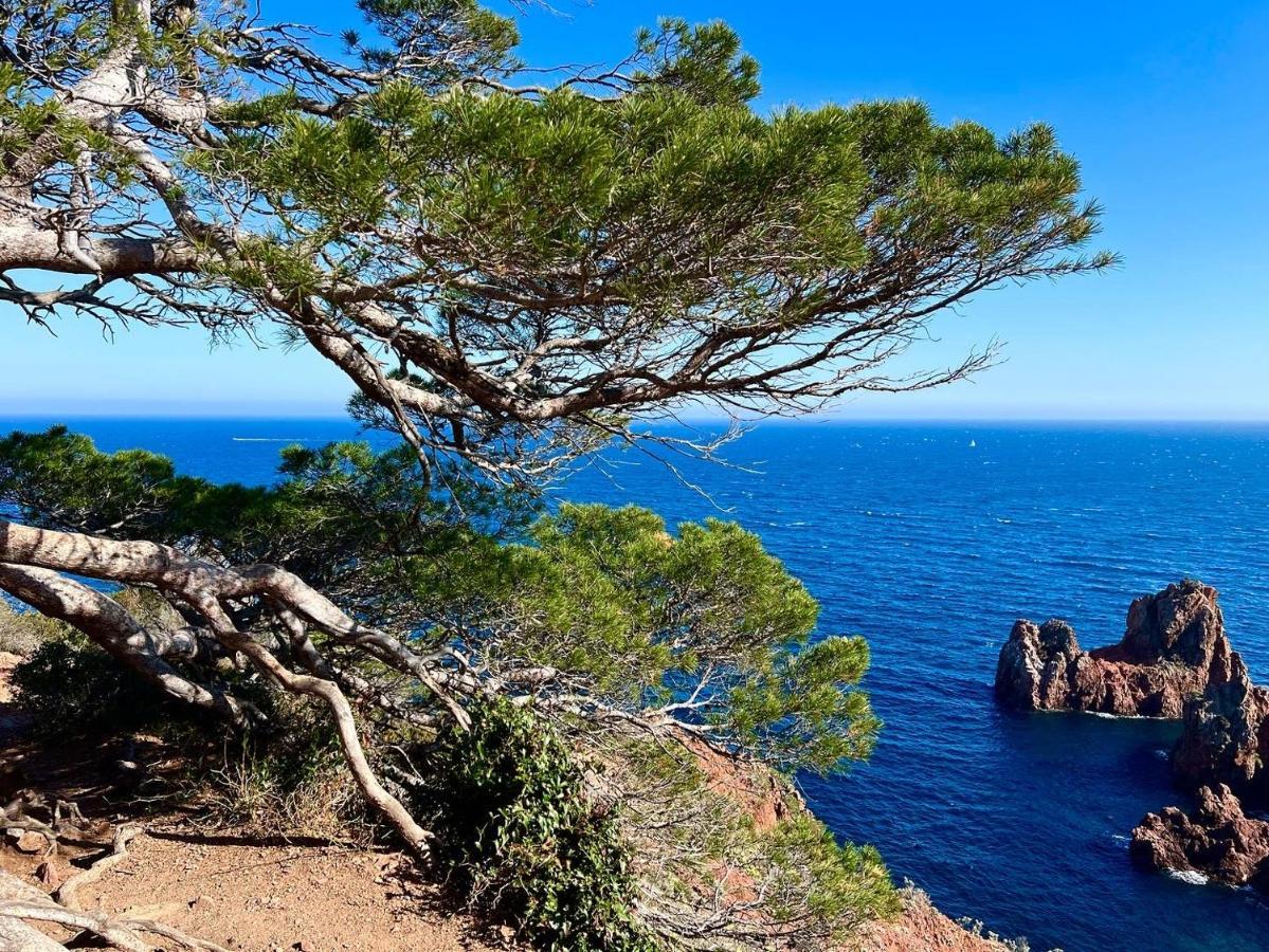 Les Cactus Frejus Plage Bagian luar foto
